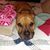 Rebecca Williams da Costa's profile image