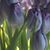 Denise Hirsch's profile image