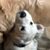 Pauline Hoegler's profile image
