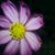 Karen Dagen's profile image