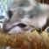 Renzo Reba's profile image