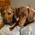 Josephine Cruickshank's profile image