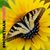 Gail Johnston's profile image