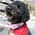 Elliot TherapyDog's profile image