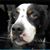 Luke Der Hund's profile image
