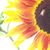 Janice Powell Andrews's profile image