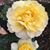 Ngoc Phan's profile image