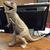 Linda Hamilton's profile image