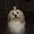 Dusty Springfield's profile image