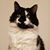 Bev Mynott's profile image