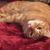 Nan S Ratis's profile image