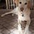 Pamela Henderson Pagliaro's profile image