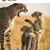 Qayyum Debrosse's profile image