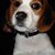 Shakay Avakian's profile image