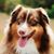 Morgan Allen Baumgartner's profile image