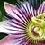 Mandy Fields Yokim's profile image