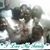 Wallace Kp Mola Ola's profile image