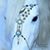 Kristine Capri Fambrough's profile image