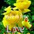 Janet Hagood's profile image