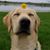 Dawn Mobley's profile image