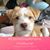 Dawn Hannah Verschell's profile image