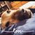Elena Loveland's profile image