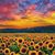 Patricia Craig-Lawson's profile image
