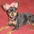 Renee Rios's profile image