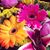 Sandra Cohen Levine's profile image