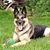 Dawn Greening's profile image