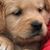 Misha Halvarsson's profile image