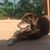 LaDeana Morehead's profile image