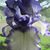Susie Griffin Quinn's profile image