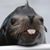 Frank Petrosino's profile image