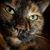 Deb Marbarger's profile image