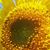Denise Purdy Lewis's profile image