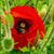 Anali Meza's profile image