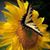 Patricia Lea Downs's profile image