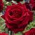 Rose Shoe's profile image