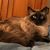 Christa Carron Lutz's profile image