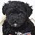 Debra Alford's profile image