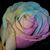 Susan Nastari's profile image