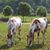 Jo Ann Darling's profile image