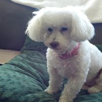 Laura Flynn's profile image