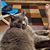 Sheril Coffelt's profile image