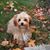 Christine Dennehy Cyr's profile image
