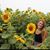 Maddie Beyl's profile image