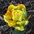 Yvonne Roberts's profile image