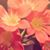 Cristina Lopez's profile image