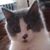 Jane Piger's profile image